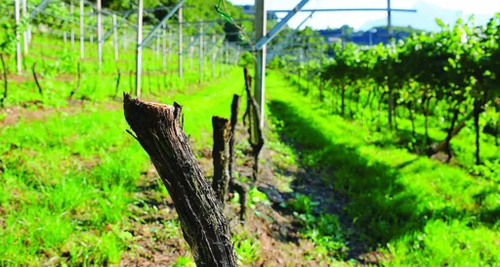 Vigo Meano, distrutto un vitigno di Müller-Thurgau