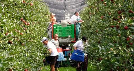 I braccianti agricoli in Trentino? Sono praticamente tutti stranieri