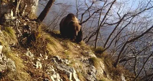 Trovati i resti di un orso morto nel corso del 2014