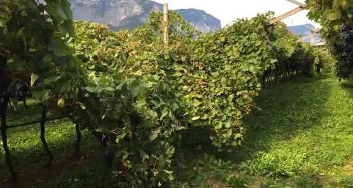 Grumo, vigneti presi di mira. Roncola selvaggia contro Stefano Tonetti