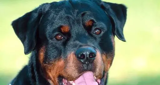 Rottweiller azzanna un uomo in città