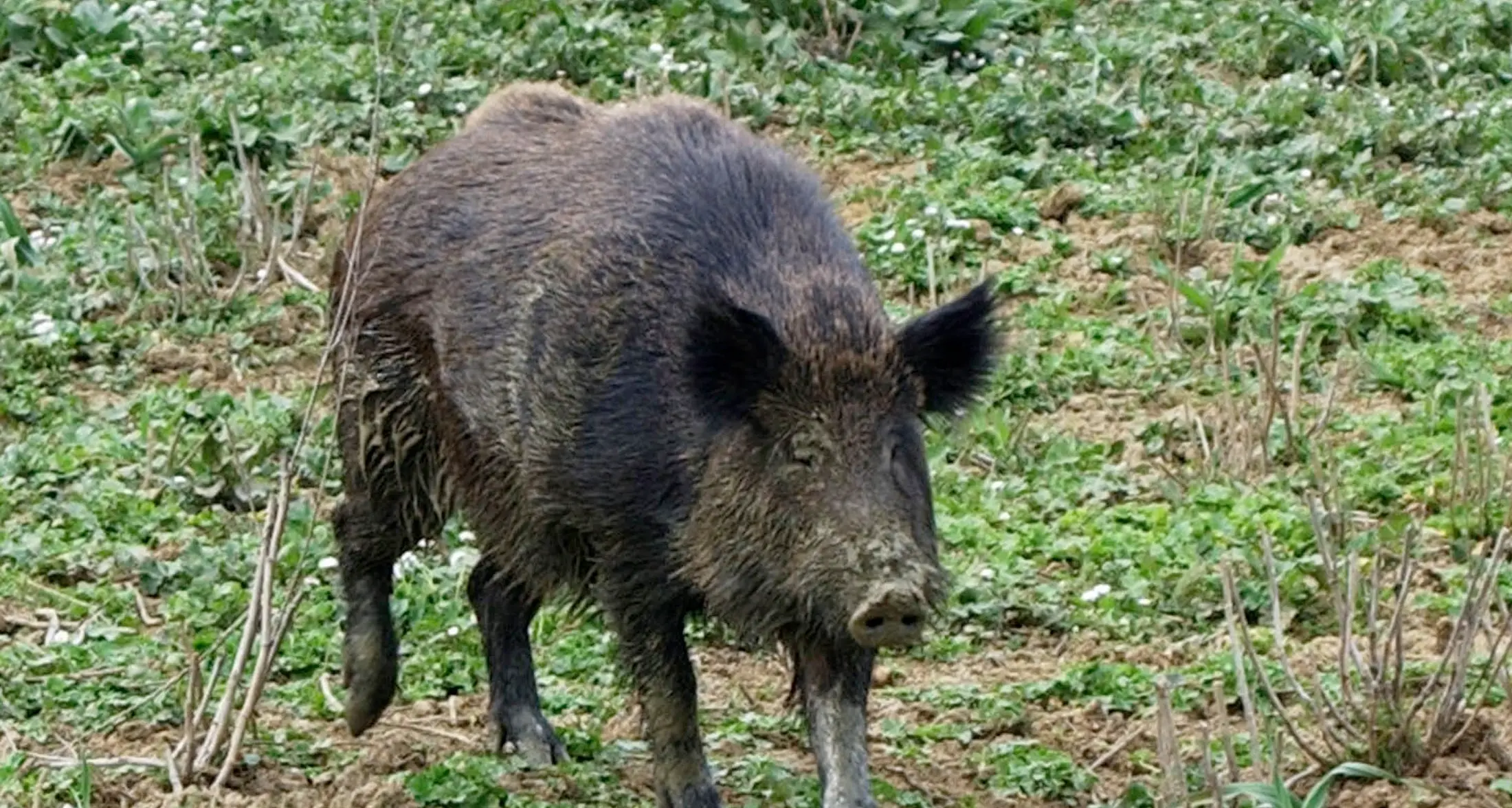 Caccia grossa ai cinghiali. «Servono più battute notturne»
