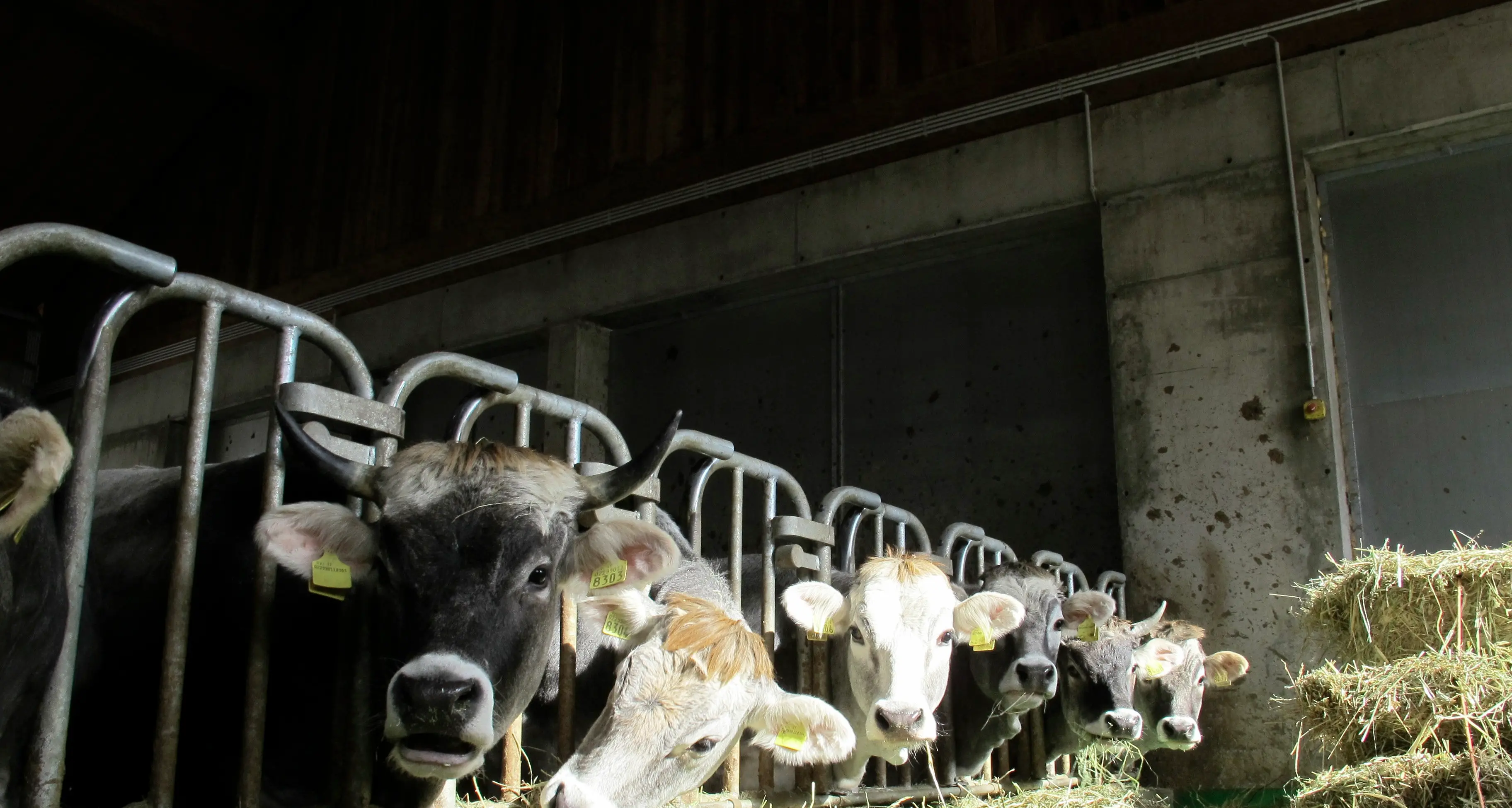 Allevatori, in cassa mancano 20 milioni A 1.500 aziende agricole non arrivano i contributi