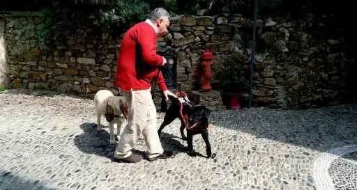 Cane guida diventa cieco come il padrone in loro aiuto arriva Spritz