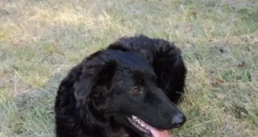 Tre «pallini» contro il cane, il grave episodio a Tavon