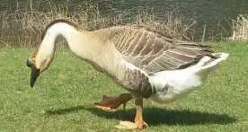 Dalla Manciuria in volo fino al lago di Cei