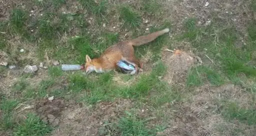 Esche avvelenate, è allarme a Lavis. Uccisi una volpe, un gatto, topi e una gallina