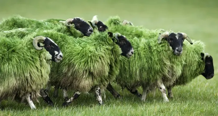 Irlanda e non solo, il mondo si fa verde per San Patrizio