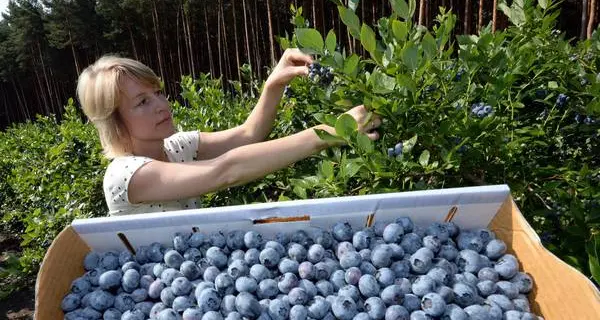 Mirtilli aiutano contro cistite, ma non se in succo