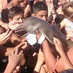 I turisti volevano un selfie, ma il delfino muore tragicamente