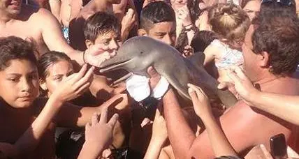I turisti volevano un selfie, ma il delfino muore tragicamente
