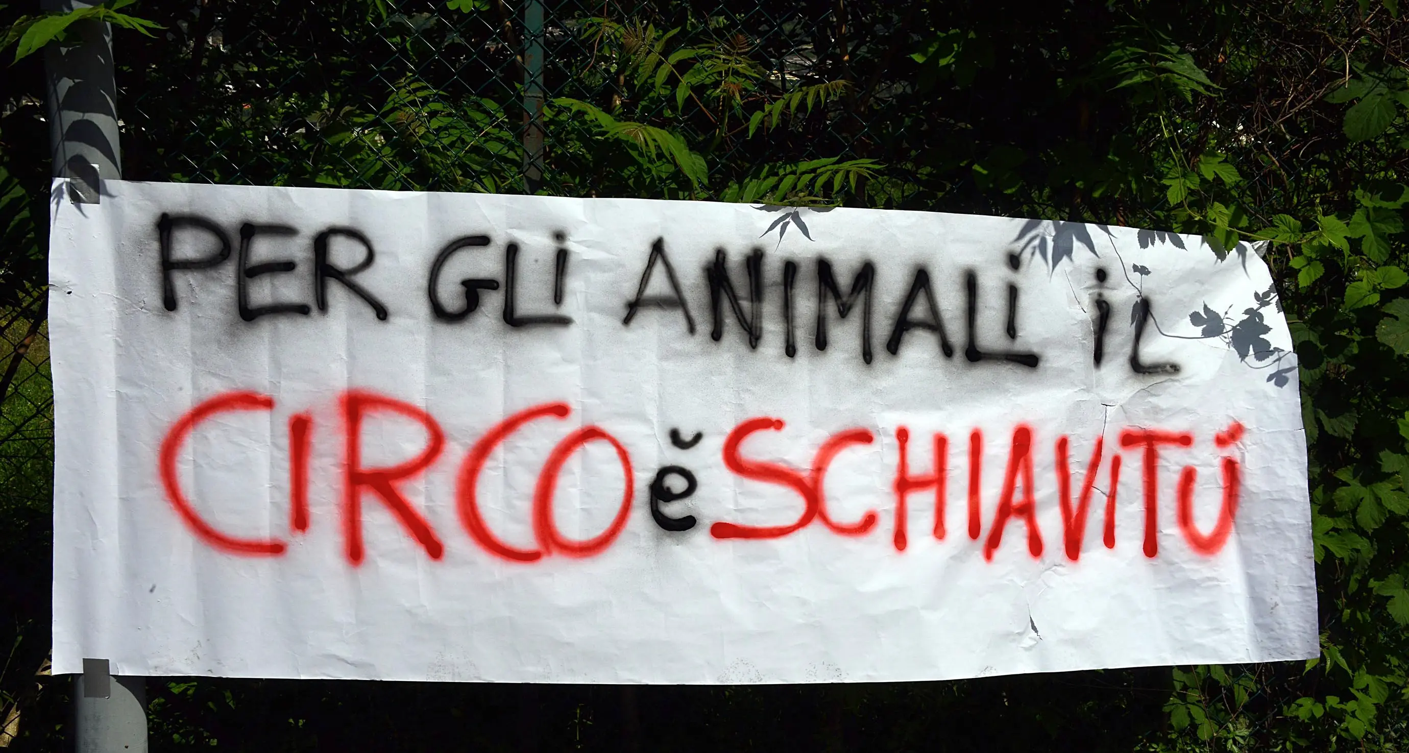 Stop agli animali nei circhi Il ddl è già in Parlamento
