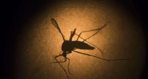 Infezione da West Nile, un caso registrato vicino a Rovigo