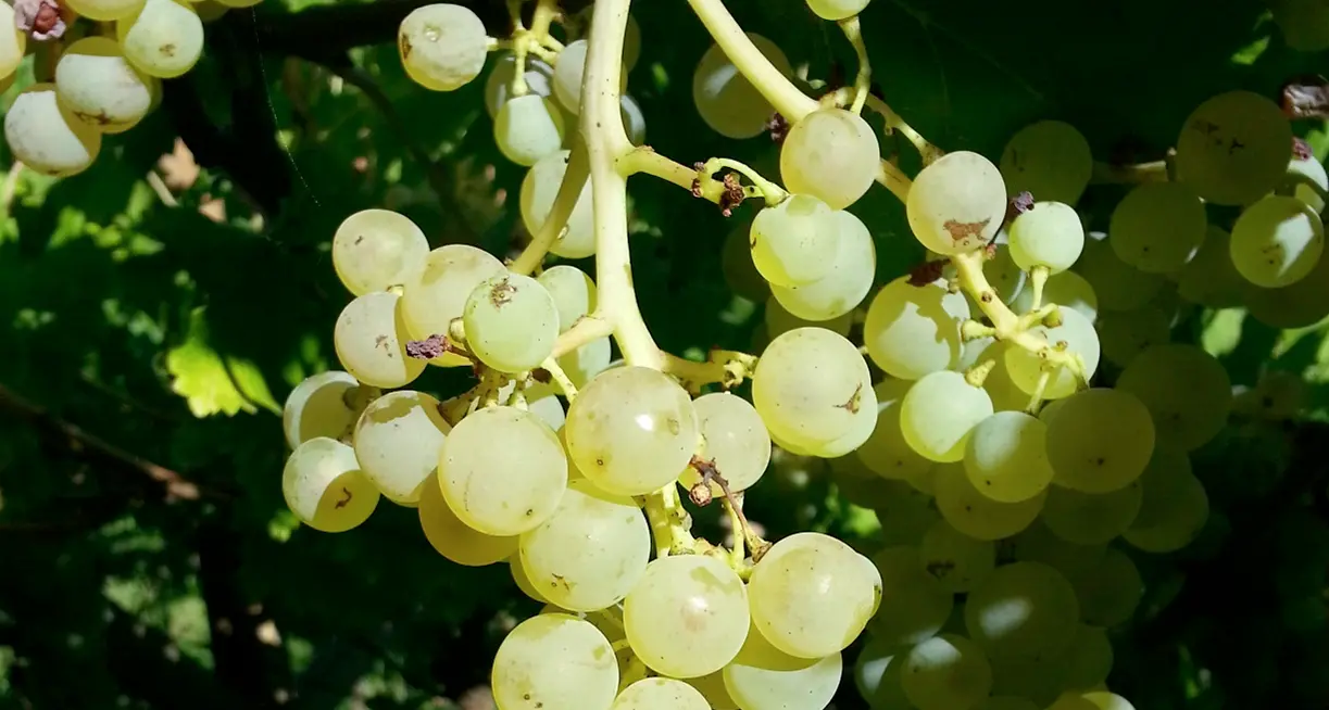 Consorzio vini: «Priorità alla ricerca sul genoma»