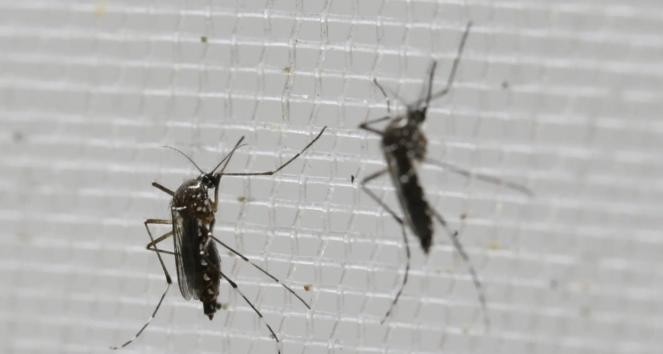 Zika: stop di 28 giorni per i donatori delle Banche del seme