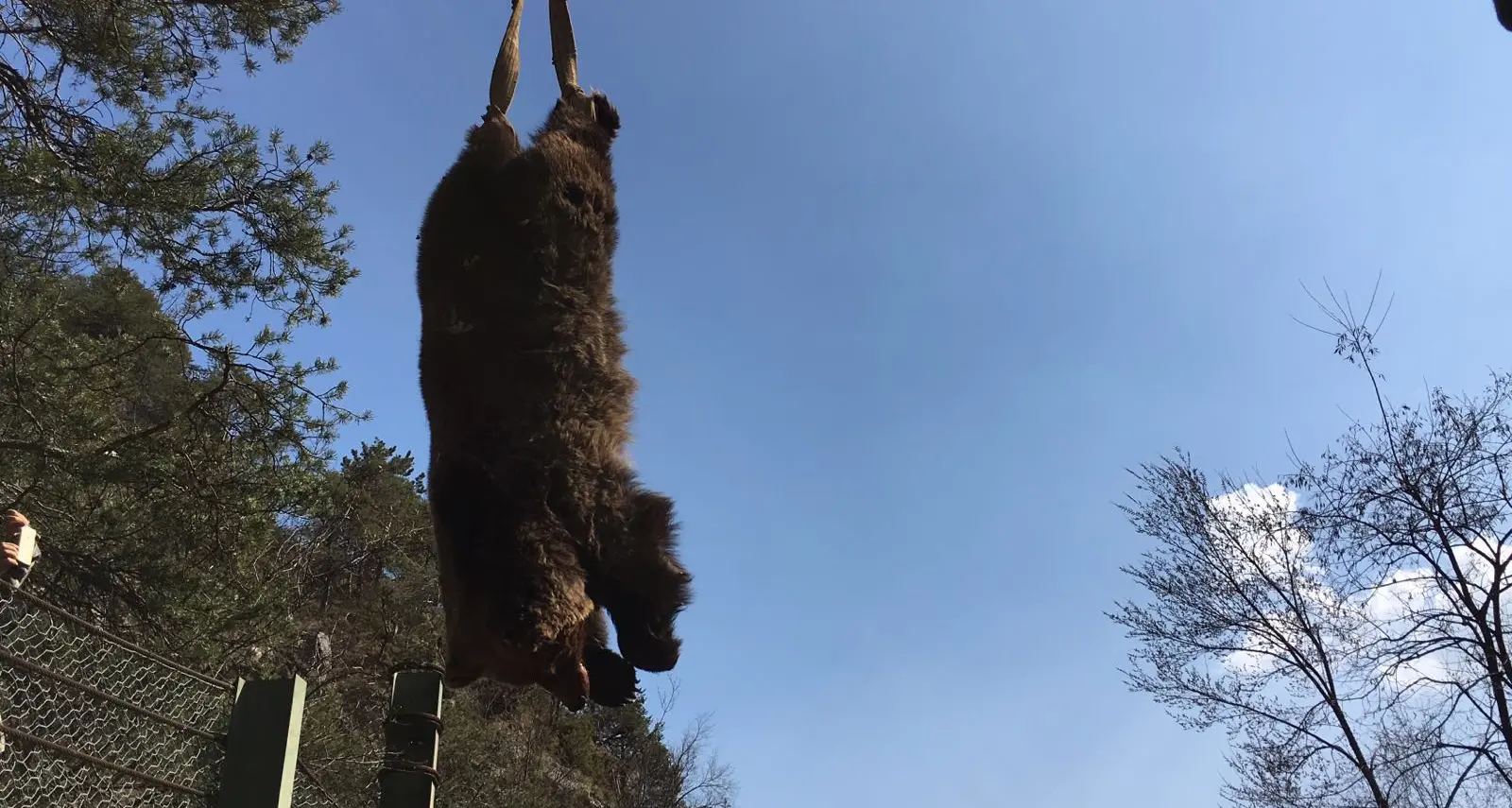 La carcassa di un orso trovata lungo la strada In corso le indagini, forse è avvelenamento