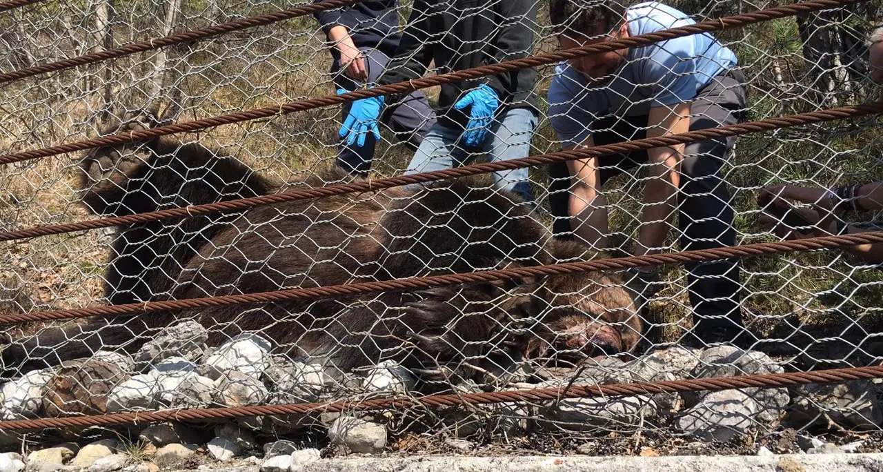 Orso trovato morto a Lover Continuano le indagini
