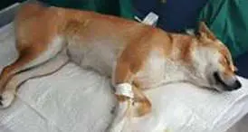 Bocconi avvelenati tra Povo e Villazzano, grave un cane