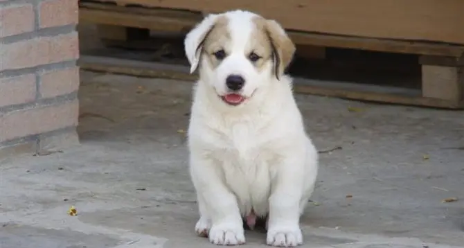 Amputavano orecchie ai cani, processo a Brescia La Lav si appella all'ordine dei medici veterinari