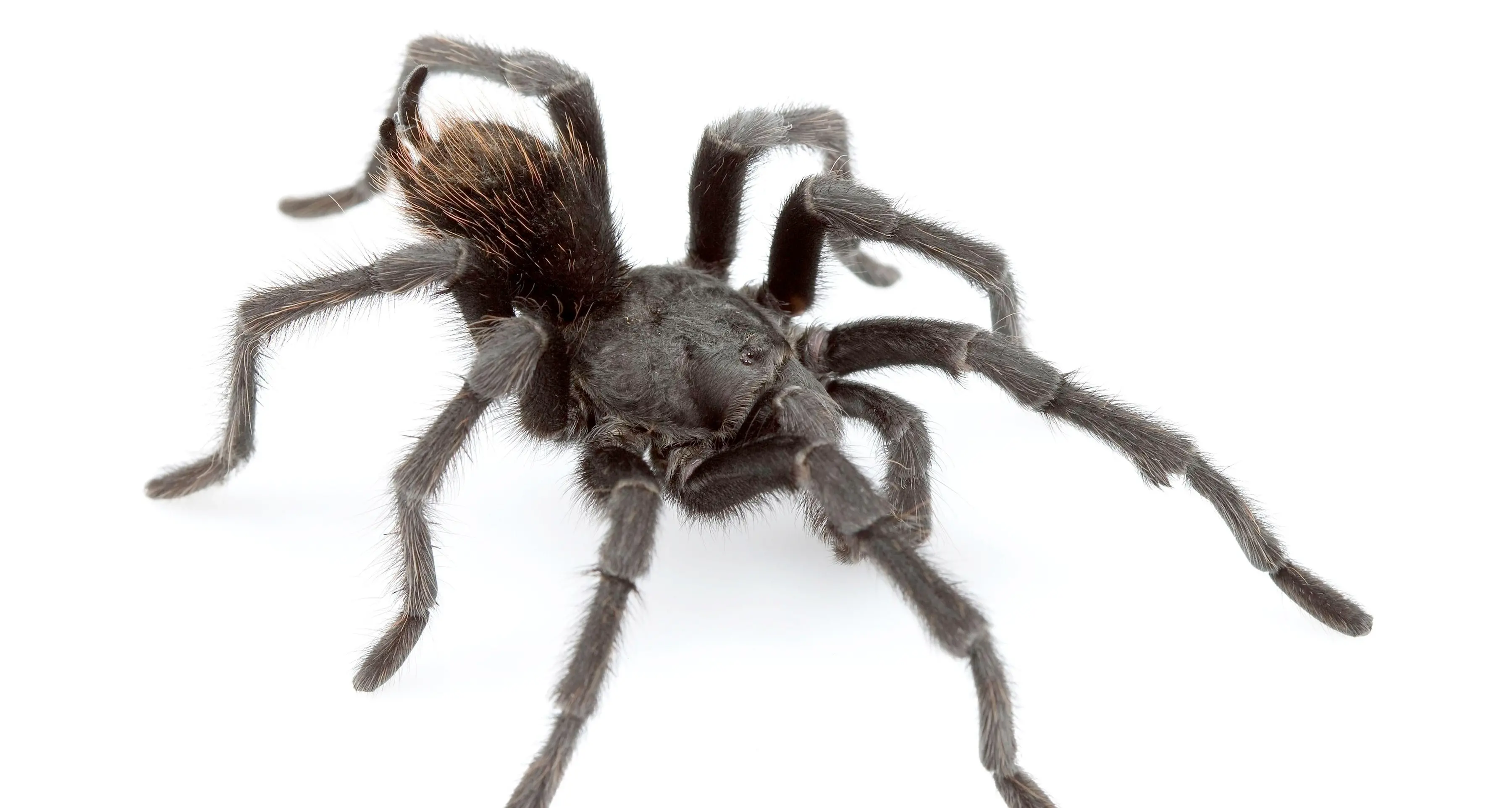 Nuova specie di tarantola intitolata a Johnny Cash