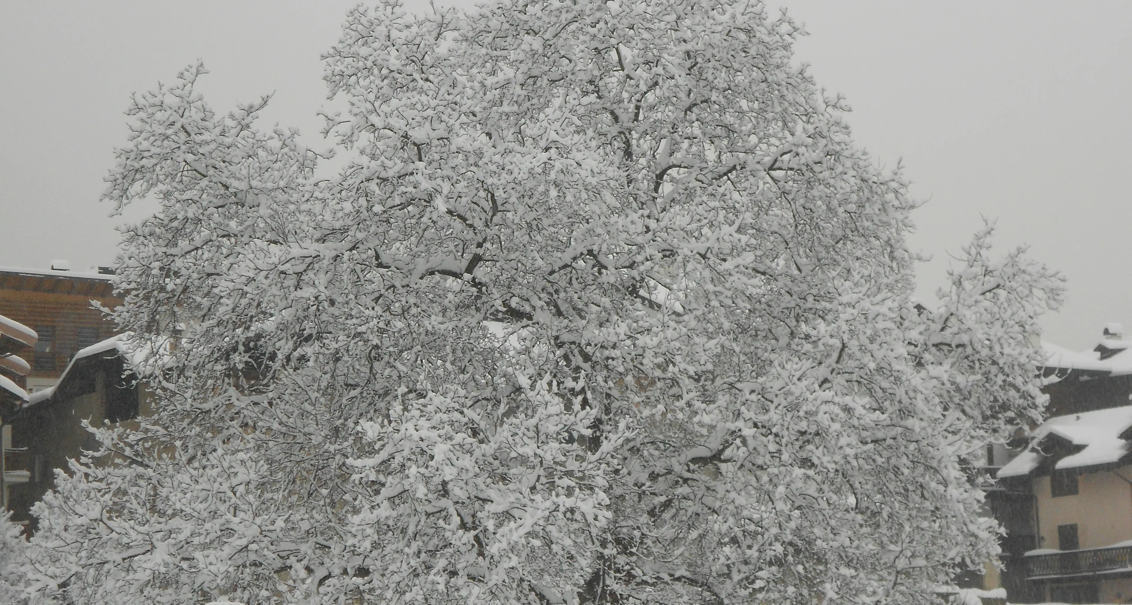 Un «like» al noce di Cles per «L'albero dell'anno»
