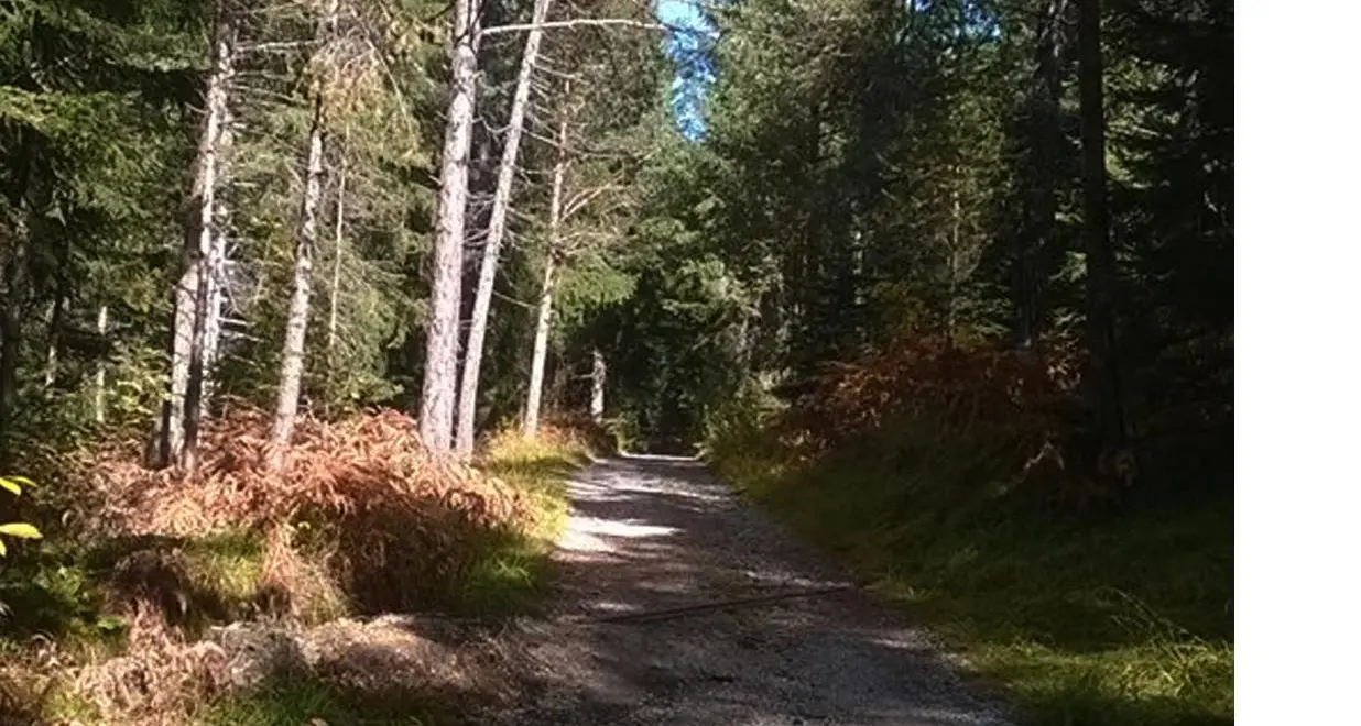 Malosco, no all'asfalto sulla strada di Sedruna
