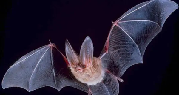 In Perù allarme pipistrelli, morti 15 bambini
