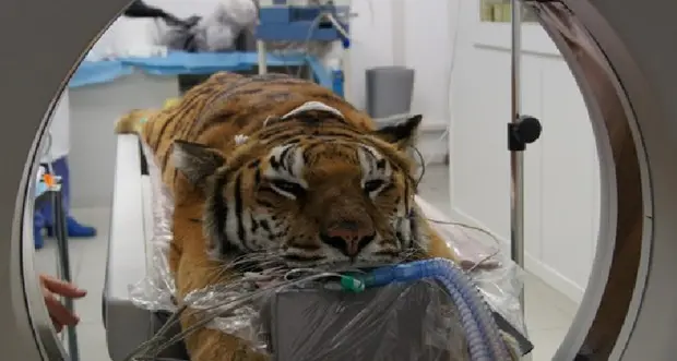 Una tac per tigre Bengala che ha problemi respiratori