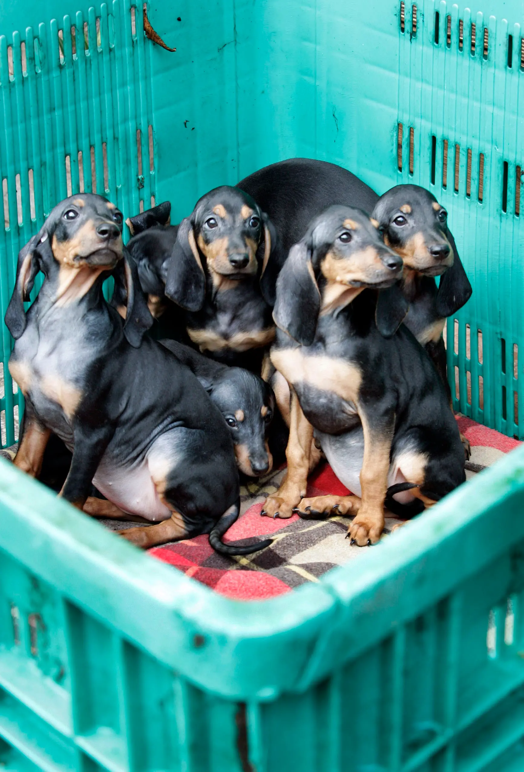 Cuccioli di cane ammazzati a martellate a Malosco: indaga la Forestale