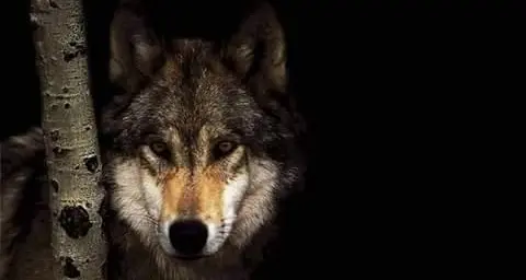 Lega: lupo predatore «Quanti animali uccisi?»