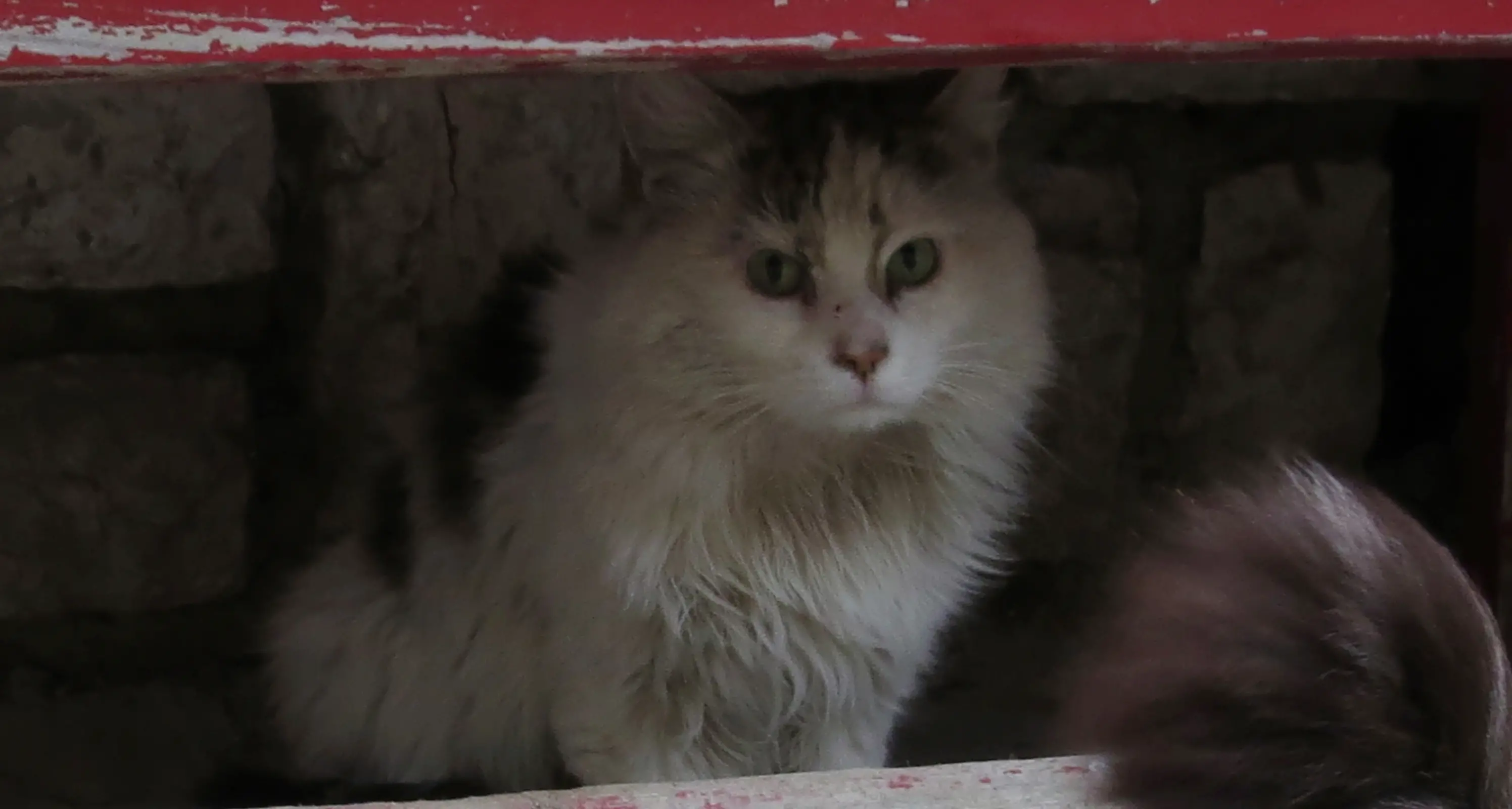 Val di Gresta, petardo avvolto nel cibo Il micio si avvicina e muore