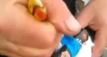 Fanno esplodere un gabbiano con un petardo al collo
