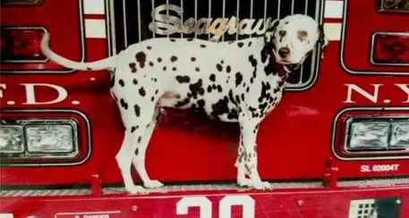 Morta Twenty, cane-mascotte dei pompieri dell'11 settembre