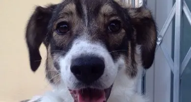 Cagnolina ferita salvata dagli utenti di Facebook, ora cerca una nuova casa