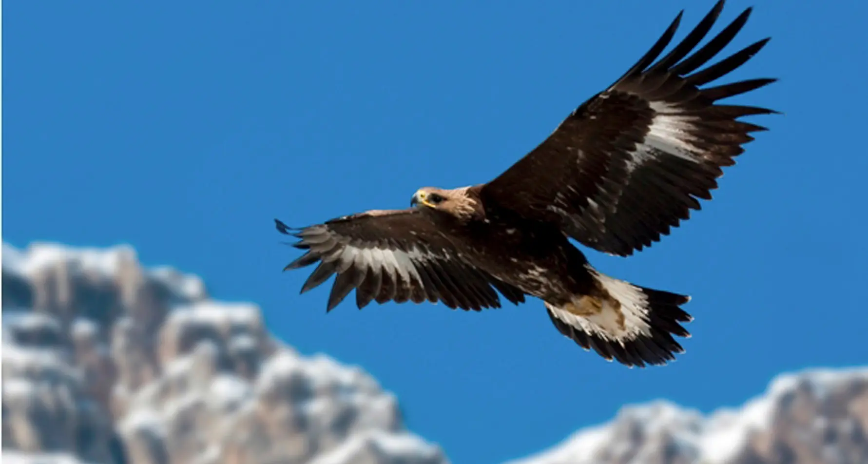 Stati Uniti in lutto per Ozzie, maschio di aquila reale morto d'amore