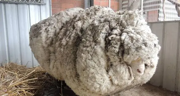 Pecora da record in Australia: da tosatura oltre 40 kg di lana
