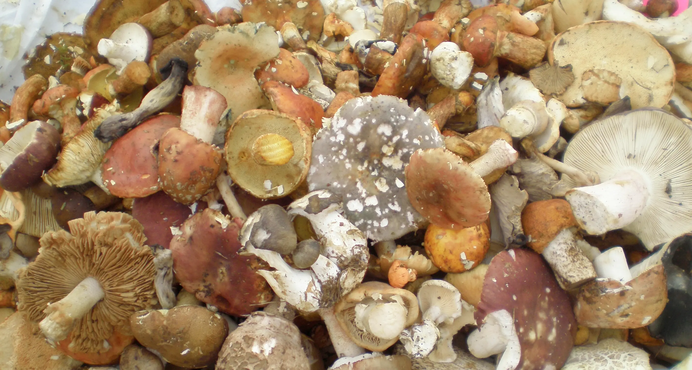Funghi controllati tre volte a settimana