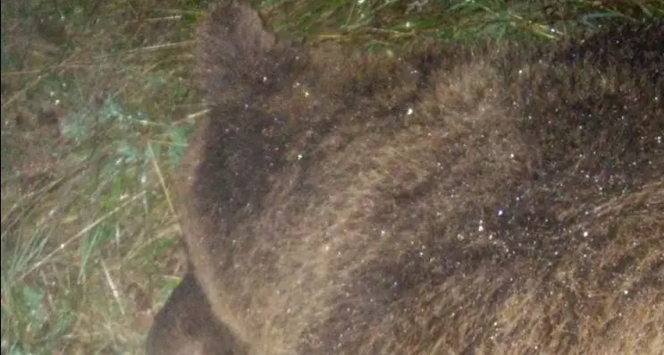L'orsa KJ2 catturata sopra Cimone Liberata col radiocollare, ha 3 cuccioli