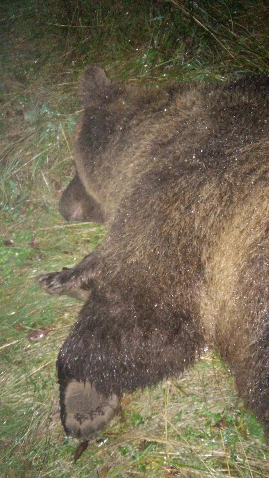 L'orsa KJ2 ora ha il radiocollare Va in letargo ma è «condannata»