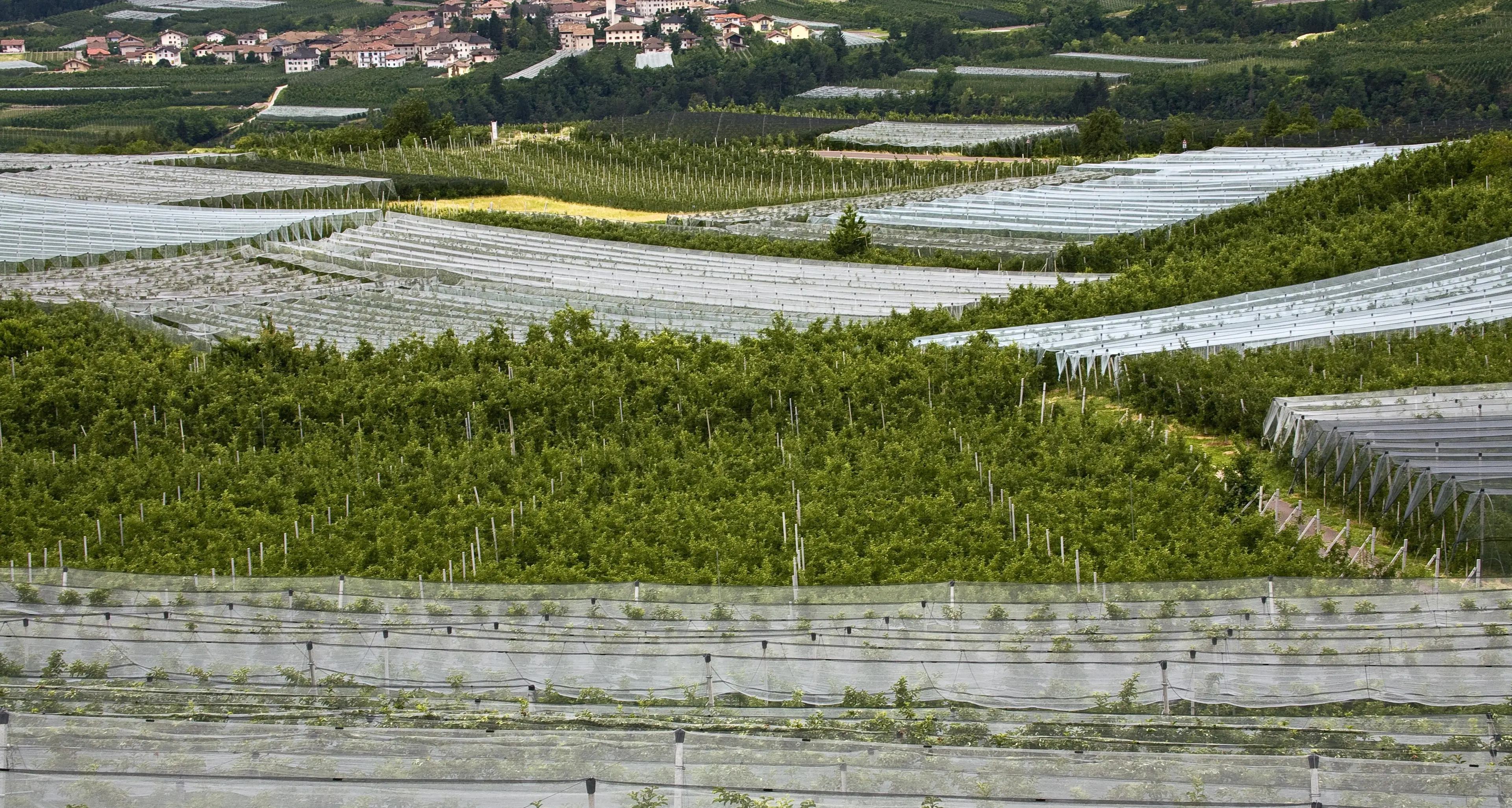 Mele, al produttore vanno solo 30 centesimi al chilo