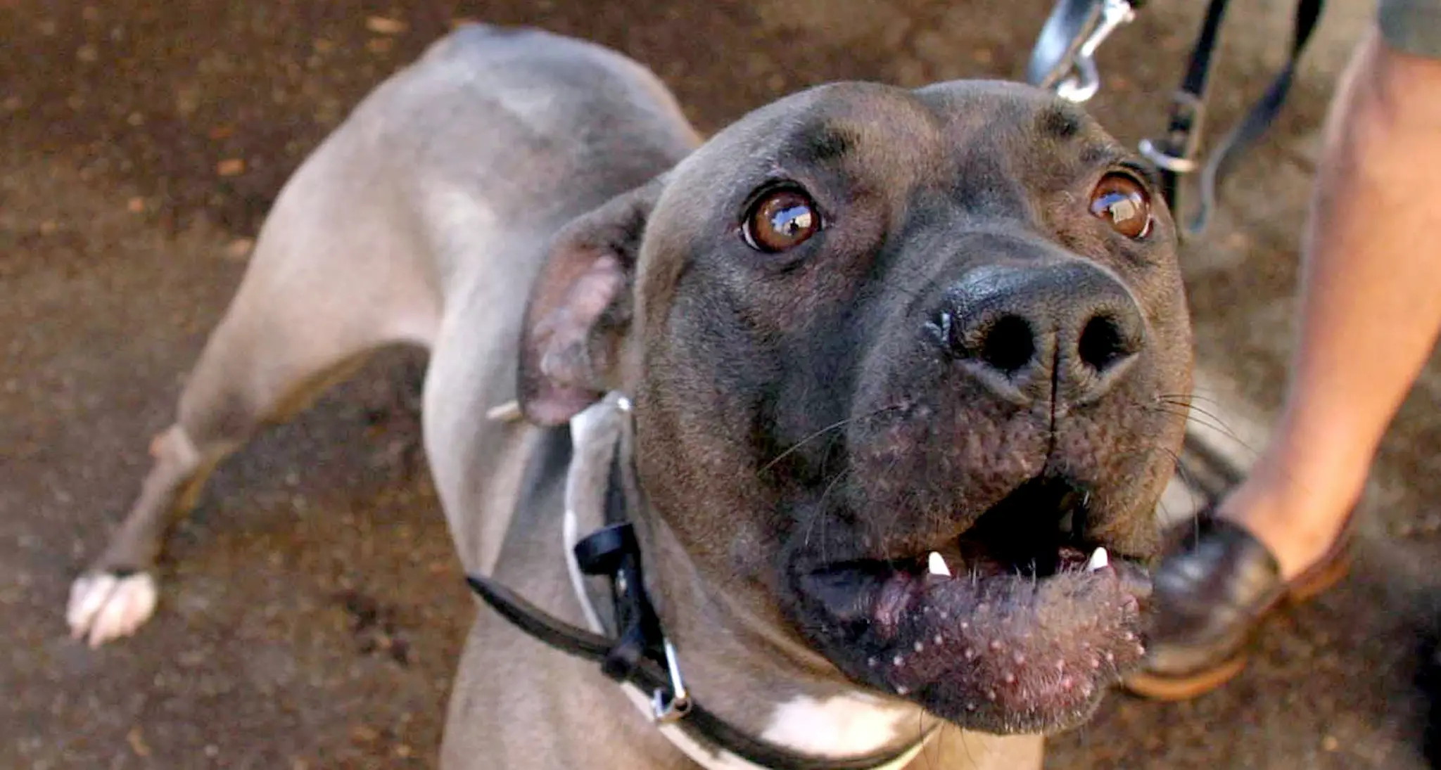 Cucciolo di pitbull maltrattato, proprietario farà lavoro volontario