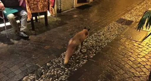 Ore 20: la volpe va a passeggio per Riva del Garda, stupore tra i passanti