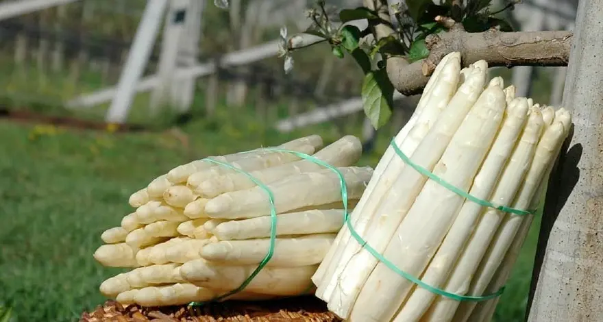 Zambana: è già tutto pronto per la Festa dell'Asparago