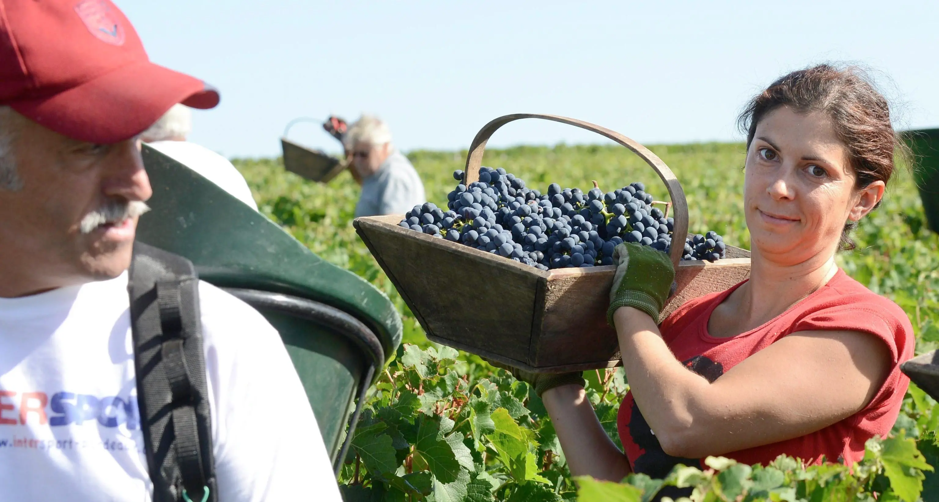 In Franciacorta si vendemmia quantità nella media ma \"ottime premesse qualitative\"