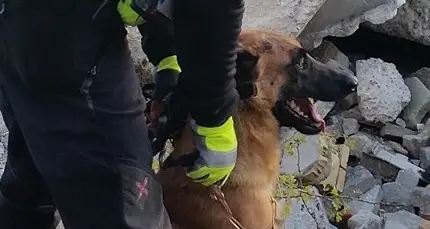 Cani da ricerca, Trentino protagonista ai Mondiali