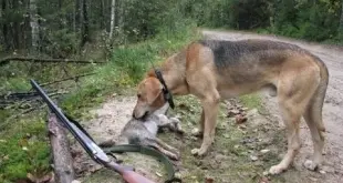 Cane uccide il padrone con un colpo di fucile