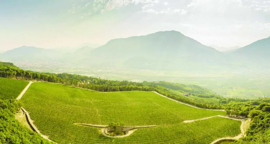 Cantine Ferrari, la svolta «bio» 150 ettari certificati in tre anni