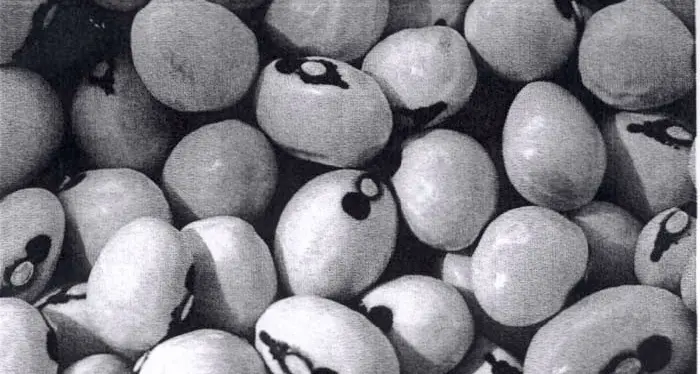 Arriva la prina carta eco-sostenibile ricavata da scarti di fagioli