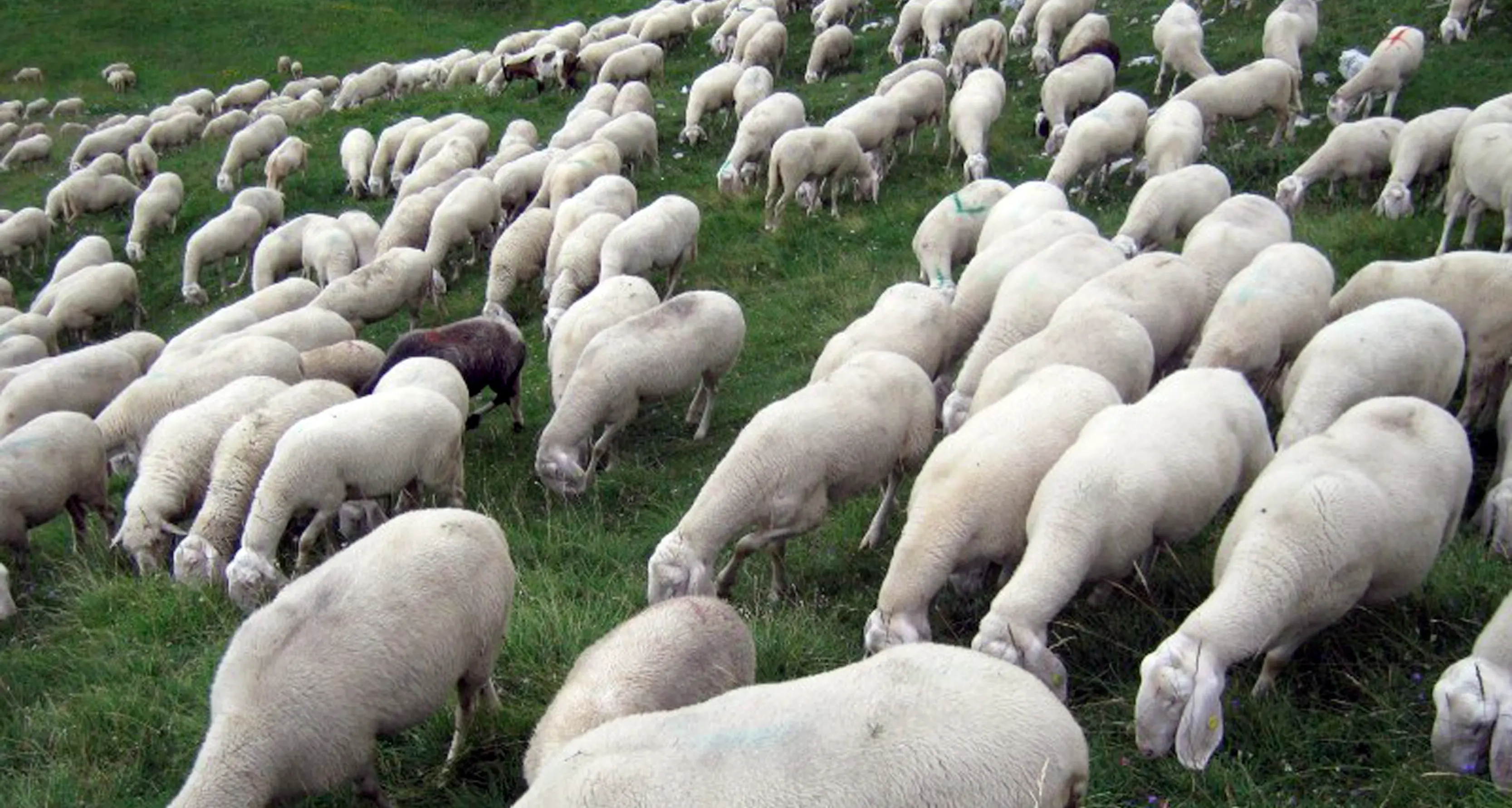 Agnelloni in fuga