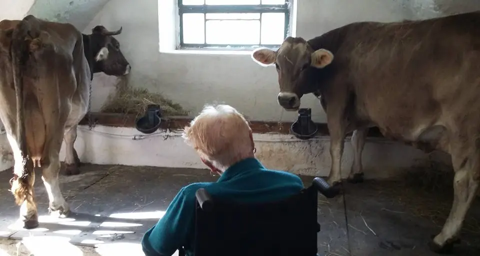 La toccante immagine della nonna che saluta le mucche tornate a valle